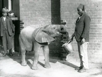 Junger afrikanischer Elefant Kiberenge wird von Darisha gefüttert, während Syed Ali im Hintergrund zusieht, London Zoo, September 1923